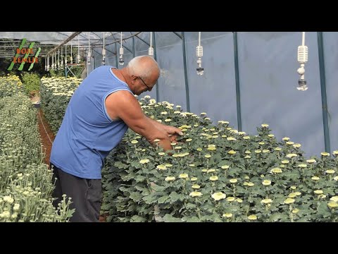 Video: Krizantema Iz Sjemena (19 Fotografija): Uzgoj Sadnica Jednogodišnjih I Višegodišnjih Krizantema. Kako Posaditi I Uzgajati Sjemenke Krizanteme Kod Kuće?