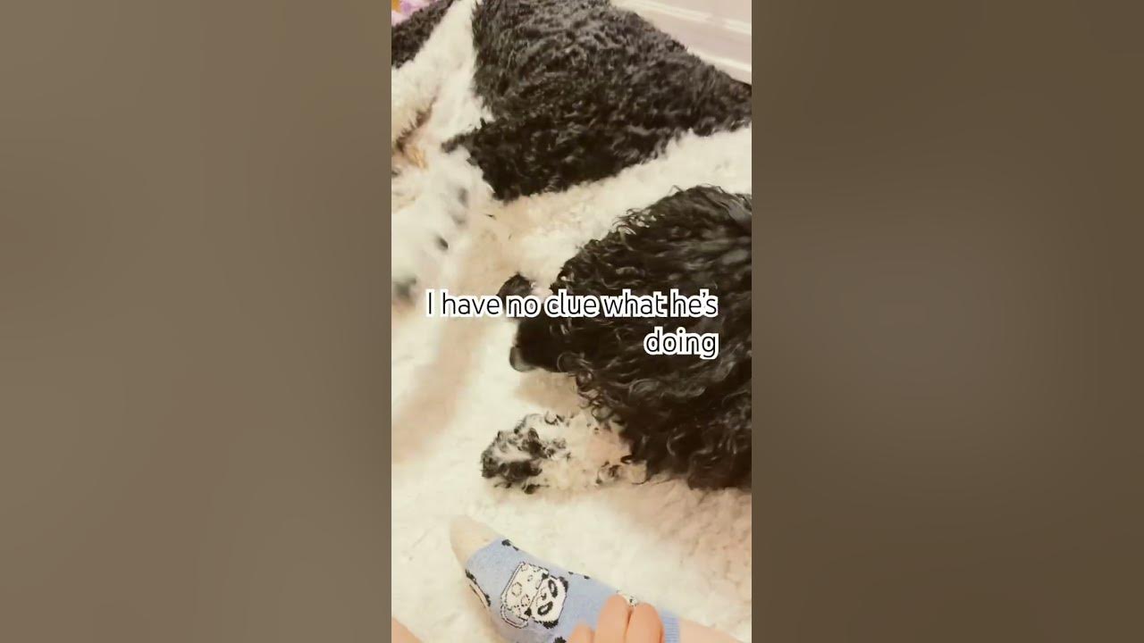 These are weird things my dog does madeyoulook YouTube