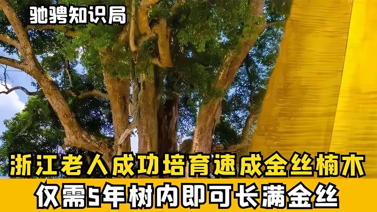 浙江老農成功培育速生金絲楠，僅需五年樹內長滿金絲，年收入過億 