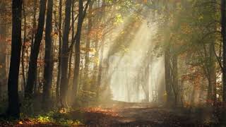 Autumn Melodies - Relaxation Film 4K - Peaceful Relaxing Music - Nature 4k Video Ultra HD