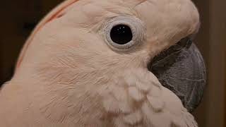 A Cockatoo At 5:44 am. On A Friday !!!