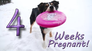HawkXLark Pregnancy Week 4 by Keechak 130 views 9 years ago 2 minutes, 23 seconds