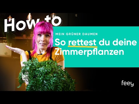 First Aid: How to save your houseplants 🚨 | feey