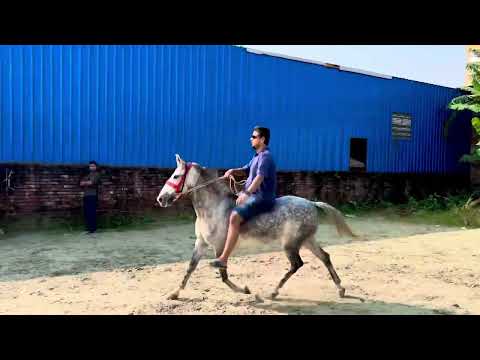 Horse Riding Training Centre In Bangladesh আস ত বল ঢ ক Astabol Dhaka Horse Horseriding Dhaka 