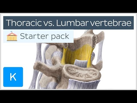 Video: Perbezaan Antara Serviks Thoracic Dan Lumbar Vertebrae