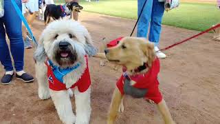 Bark at The Park 2019 - Texas Rangers Dog Parade at Globe Life Park
