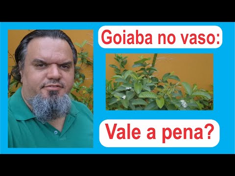 Goiaba em Vaso: Vale a Pena?Análise HONESTA de 1 Ano de Cultivo (E o que Realmente Compensa Plantar)