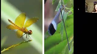 Nature Program Series: Dragonflies & Damselflies of NH with Dr  Pam Hunt