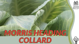 MORRIS HEADING COLLARD - A Brief Educational Dive into Nutrient-Rich Greens (Brassica oleracea)