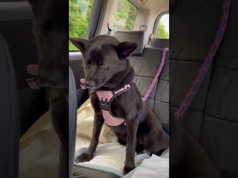 ワンコ友達と遊んだ帰り道 #甲斐犬