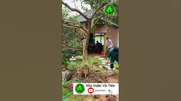 Lý Do Tại Sao Lên Trồng Cây Lựu Cổ | Nhà Vườn Vũ Tiến#shorts