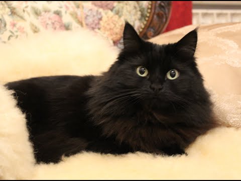 La mia micia Morgana :)