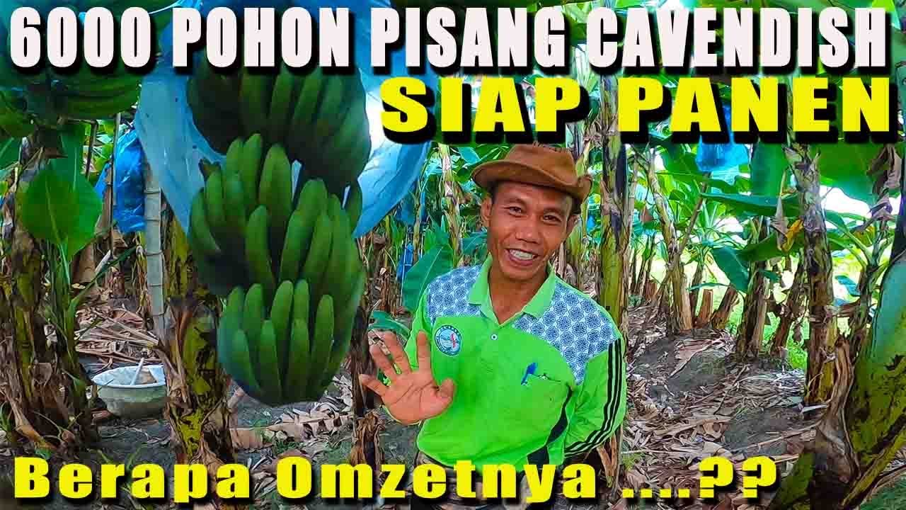 BUKA-BUKAAN...!!! BUDIDAYA PISANG CAVENDISH, HINGGA KEWALAHAN MEMENUHI KEBUTUHAN PASAR LOKAL