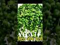 5. Best hanging plant at your home #gardening #plantparadise #viralvideo