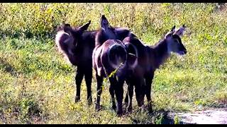 Waterbuck herd, including the twins and their cousin, a/k/a the 3three musketeers 4/20/26