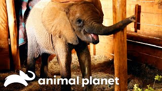 Most Heartfelt Animal Sanctuary Releases | Dodo Heroes | Animal Planet