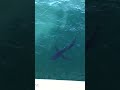 BLUE SHARKS!! topside #sharks #freediver #shark #blueshark #swimming #fun #ocean