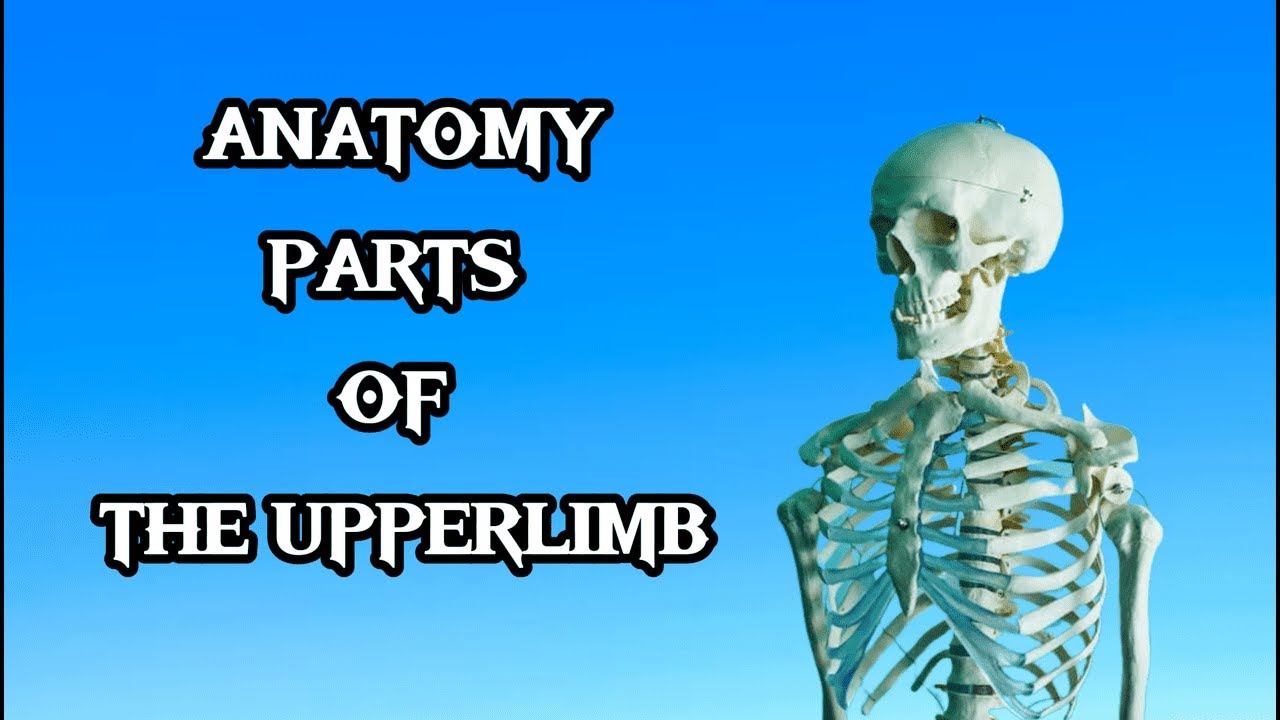 human-anatomy-parts-bones-joints-of-upper-limb-tamil-youtube