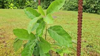 Quercus ilicifolia dub cesmínolistý