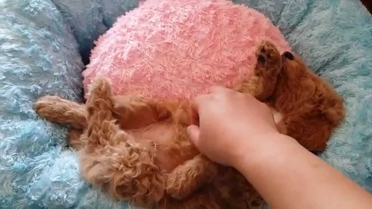 diamondback argentina Standard poodle puppy