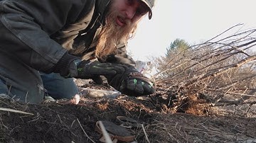 Carcass set instructional - fox and coyote set.