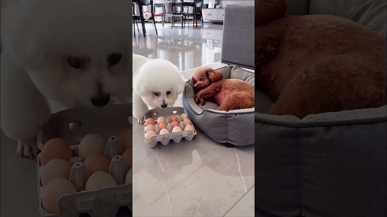 ​🐣Surprise egg! Poodle wakes up as a mommy to baby chicks!🤣 #shorts #funnydogs #petcomedy #puppy 썸네일