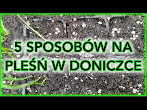 Wideo: Czy chusteczki dezynfekujące zabijają pleśń?