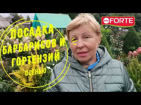 Посадка барбариса и гортензий осенью, как правильно подготовить посадочные ямы