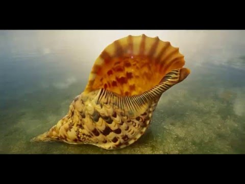 Почему мы слышим в морской раковине шум моря?