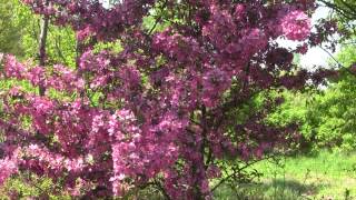 Prairie Fire Crabapple Tree in Bloom