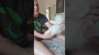 American Curl turns into putty after a simple back rub ❤