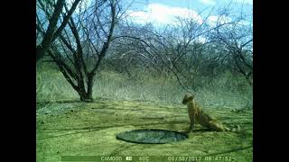 A sede do gato vermelho na caatinga