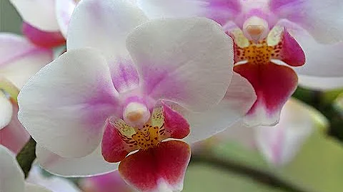 Comment faire refleurir une orchidée Phalaenopsis ?