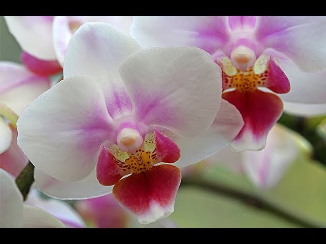 Comment Faire Refleurir Une Orchidee Youtube