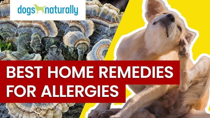 what can i give my dog for allergies over the counter