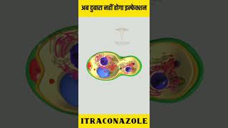 Itraconazole Capsules 200 Mg Itraconazole Capsule