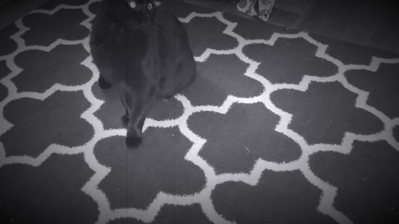 Tricky Ricky - Music Video - YouTube