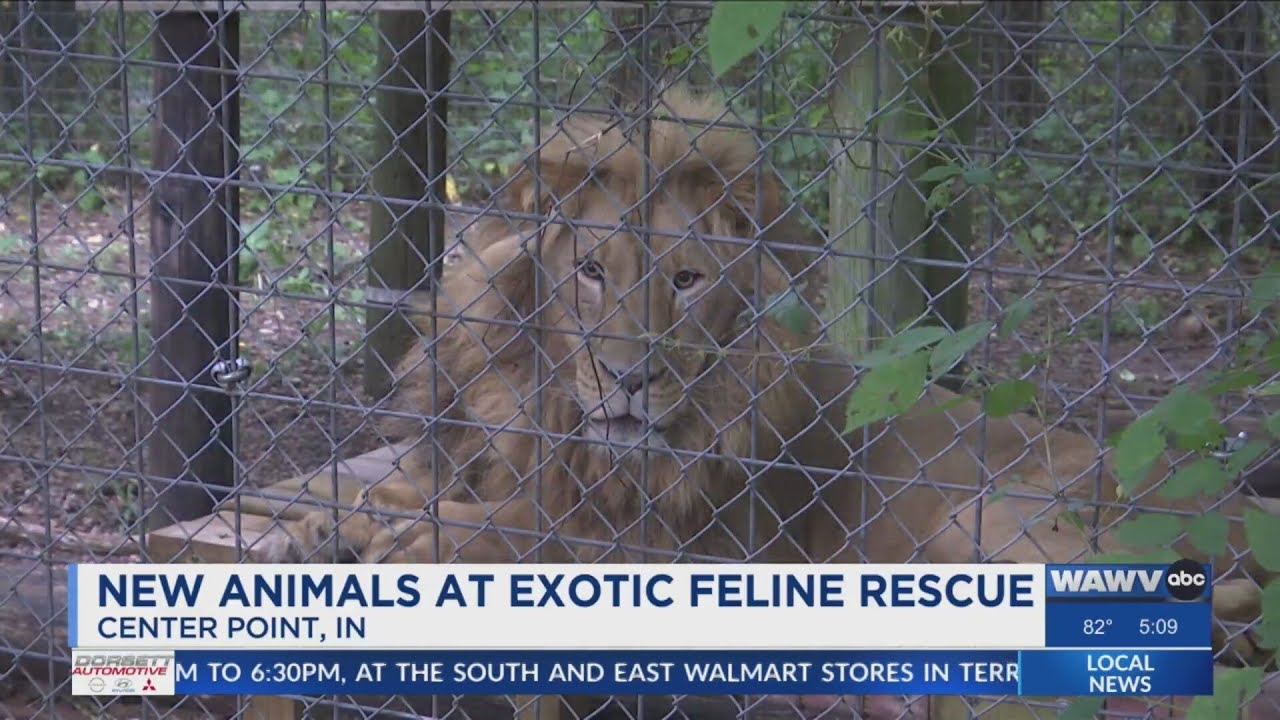 Exotic Feline Rescue Center adds new animals - YouTube