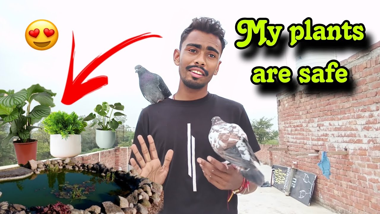 🌱🐦 How I Keep My Plants Safe from Birds! | Garden Tips & Tricks
