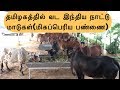 வட இந்திய நாட்டு மாடுகள்(மிகப்பெரிய பண்ணை) | North Indian Cows in Tamilnadu