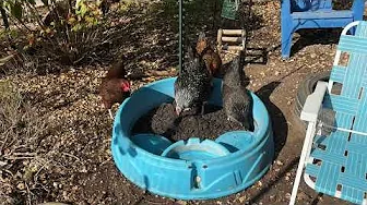 Boredom Buster for Backyard Birds - A Foraging Pool!