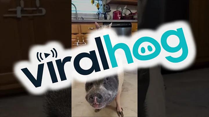 Pig and Cat Are Besties || ViralHog