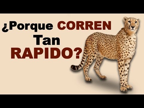 Video: ¿Cuánto tiempo viven los guepardos?