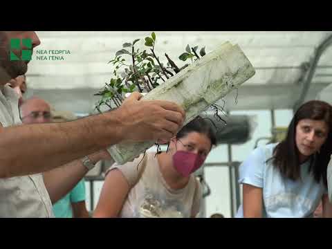 Βίντεο: Τεχνική πολλαπλασιασμού εκβλάστησης - Πώς να πολλαπλασιάσετε φυτά με εκβλάστηση