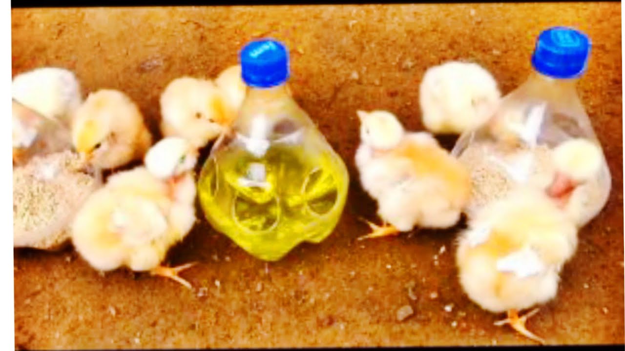 كيفية صنع ماكلة للكتاكيت و صنع سقايه ماء للكتاكيت من الزجاجات البلاستيك بدون اى تكاليف بطريقه عملي