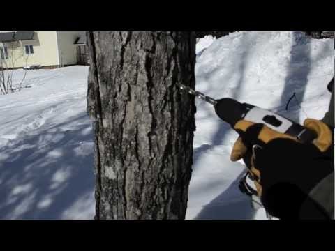 How to Tap a Maple Tree