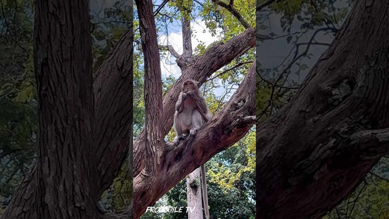 Baby monkey eat peanut on the tree 