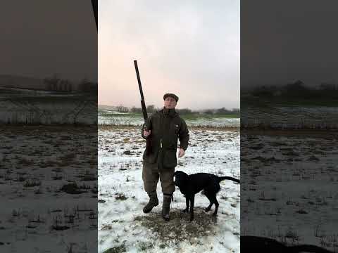 Driven Shooting with Labrador Retriever Gundog #gundog #dog #shotgun