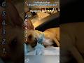 Dog playing dead #dog #funny