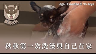 EP03吉娃娃秋秋 第一次自己在家第一次洗澡